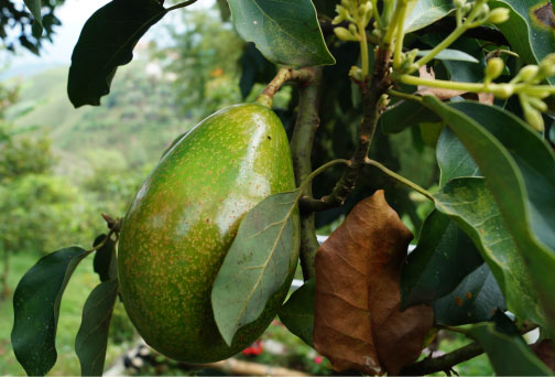 Envío de aguacates en México